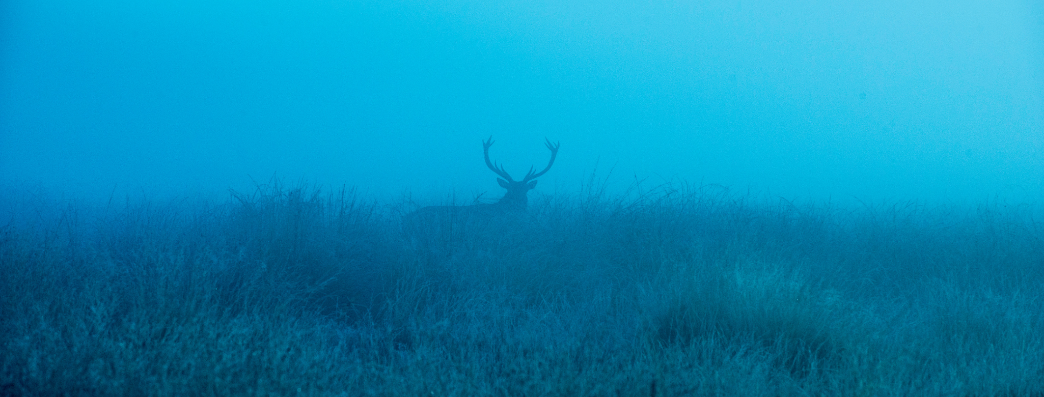 Stag antlers can be seen through the fog on a hill