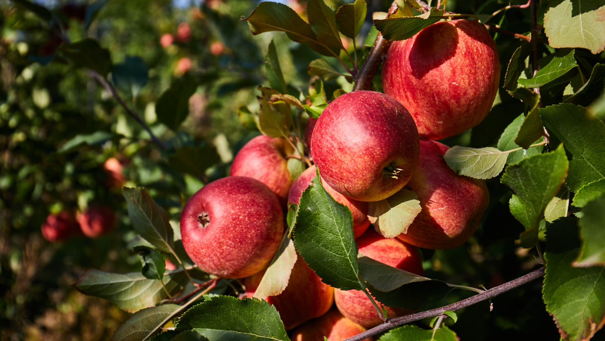 Red apples on a tree 