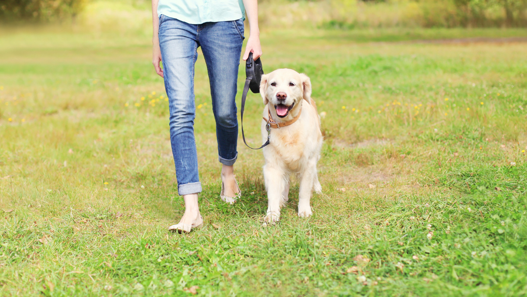 Woman walking her dog on a lead