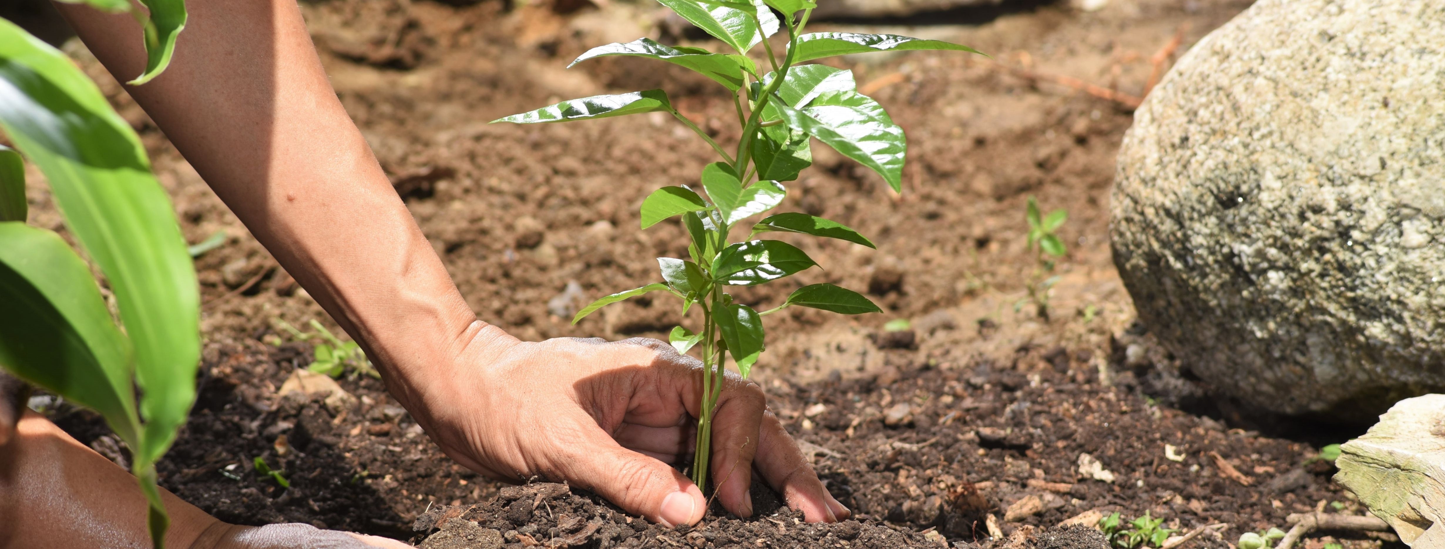 News article entitled Urban Tree Challenge success leads to new trees for Ashford