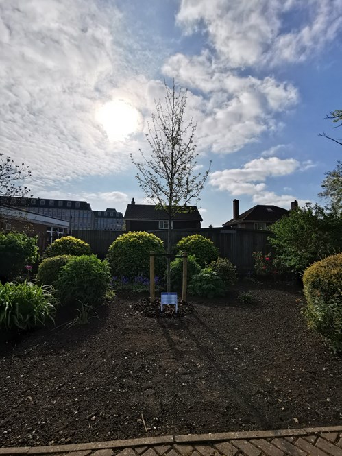 Liquidambar tree and plaque on display at the Memorial Gardens, Ashford. Planted in honor of Joyce Dawes.